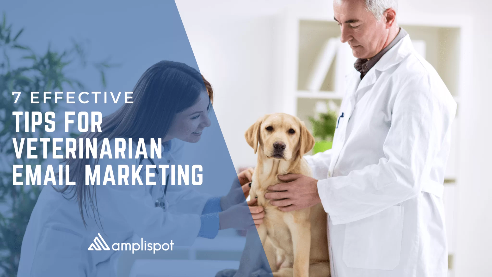 7 Effective Tips for Veterinarian Email Marketing