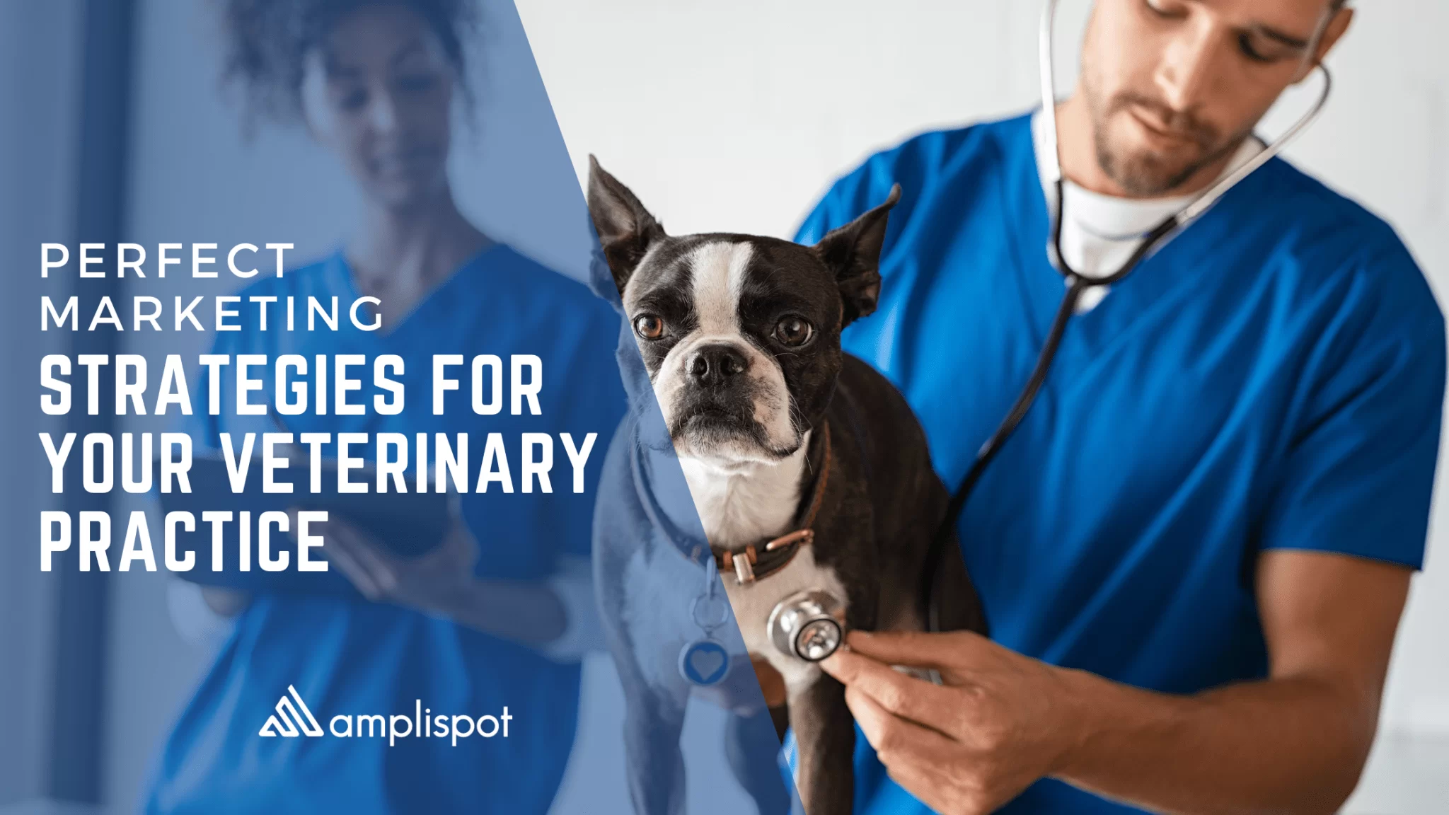 Perfect Marketing Strategies for Your Veterinary Practice